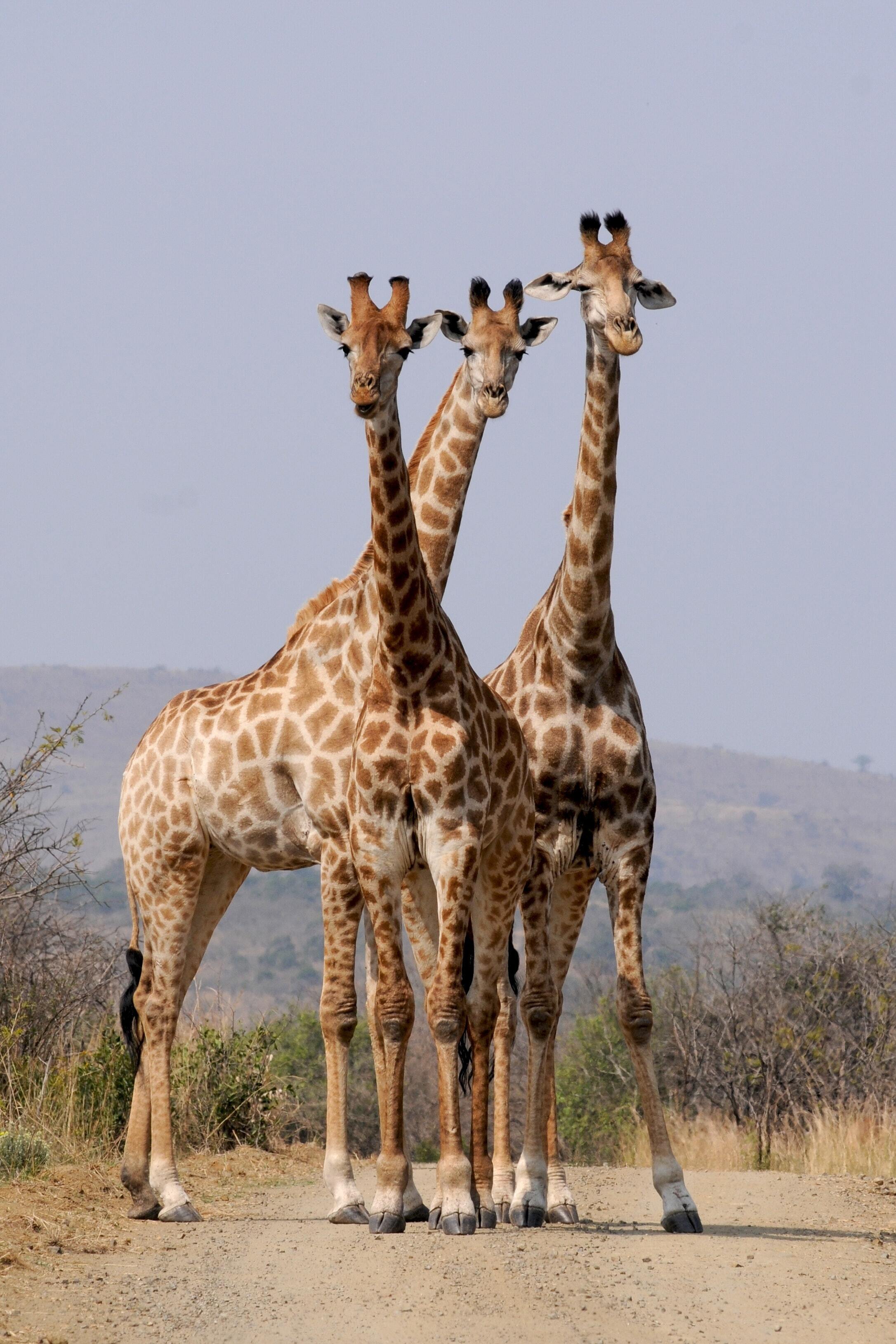 Giraffe Mobile Pic | 1280x1920 resolution wallpaper