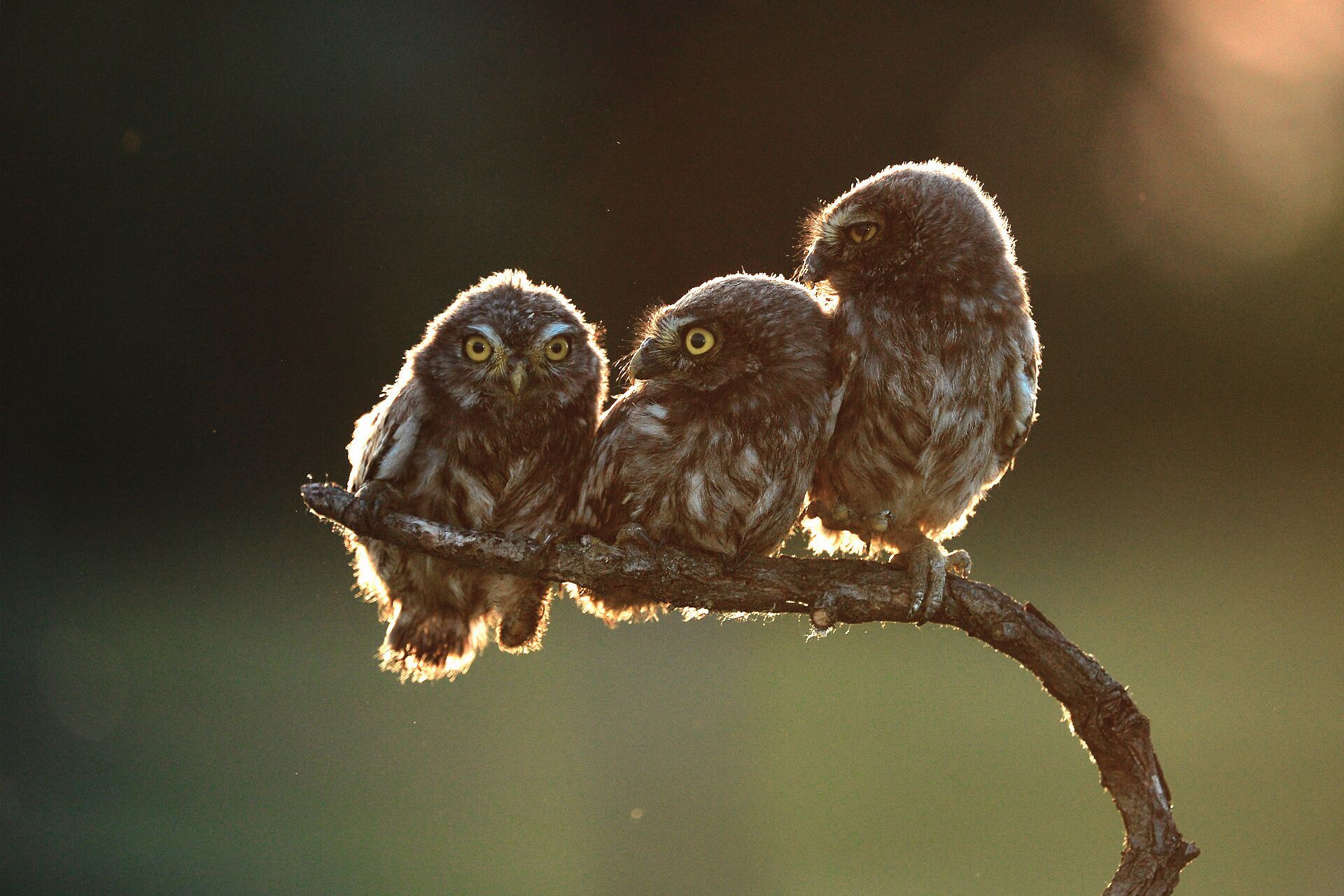 Cute Three Baby Owls | Wallpapers Share