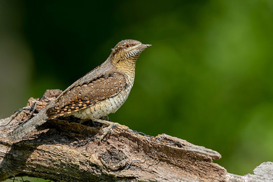 Ancient Greek Wryneck Bird Pic