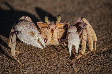 Animal Crab Photo