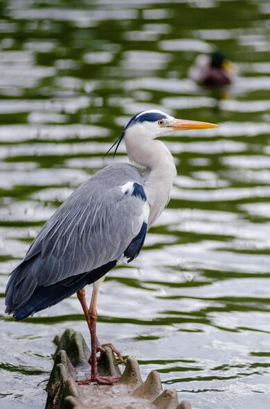 Beautiful Birds on Lake