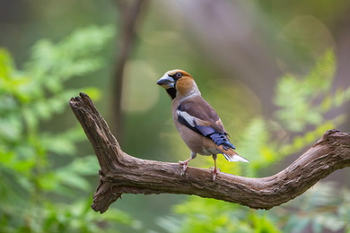 Beautiful Hawfinch Bird in Jungle