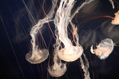 Beautiful Jellyfish in Sea