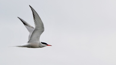 Bird Flying 4K Image