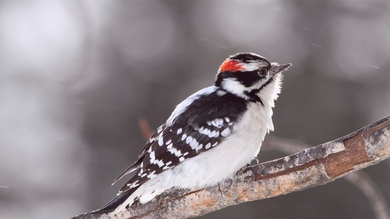 Bird on Snow Branch