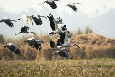 Birds is Flying on Garden