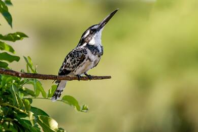 Birds with Long Beak on Tree