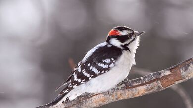 Black and White Bird Sitting on Tree Branch