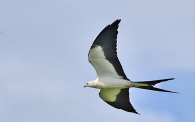 Black and White Kite Wide Wallpaper