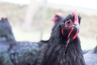 Black Chicken Photo