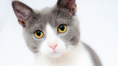 Brown and White Cat Pet