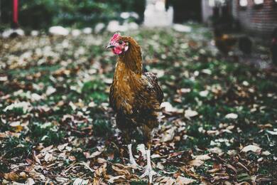 Chicken Standing 4K Photography