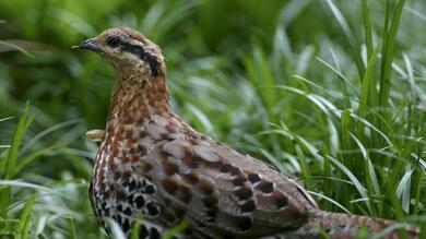 Chinese Bamboo Partridge Bird