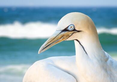 Closeup Photo of Albatross Bird