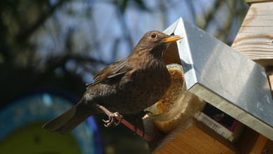 Common Nightingale Bird Photo