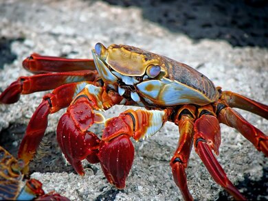 Crab in Sea