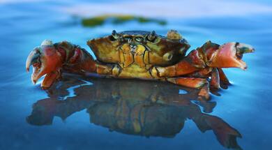 Crab in Water Image