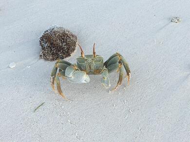 Crab in White Desert