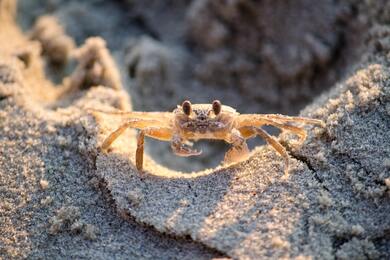 Crab Photography