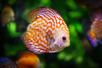 Discus Fish in Ocean 5K Photo