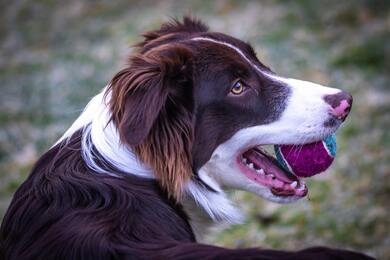 Dog Playing With Ball