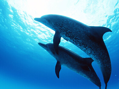 Dolphins Fish in Sea