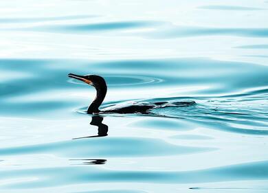 Double Crested Cormorant Bird Swimming in Water