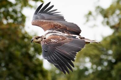 Eagle Flying Macro Photography