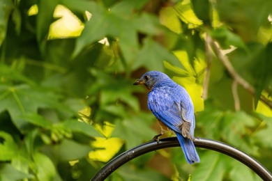 Eastern Blue Bird on Branch Ultra HD