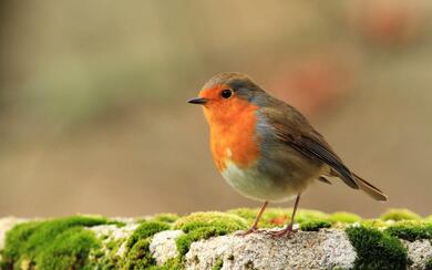 European Robin Bird HD Photo