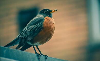 European Robin Bird Wallpaper