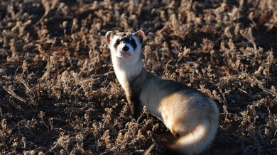 Ferret Animal in National Park Photo