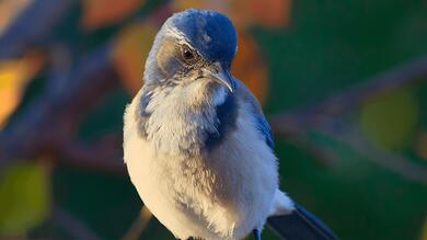 Fine Bird Macro HD Photo