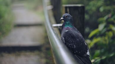 Grey Dove Bird HD Photo