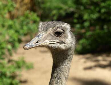 Grey Emu Bird Close Look