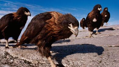 Group of Bird on Stone HD Photo