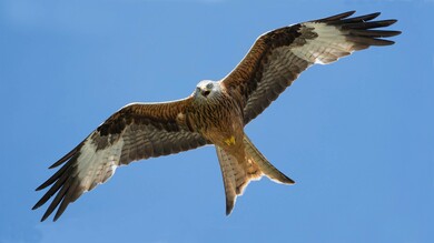 HD Wallpaper of Bird Kite