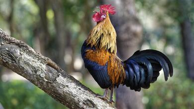 Jungle Fowl on The Branch