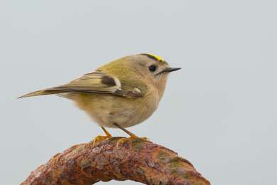 Kinglets Bird Sitting Photo