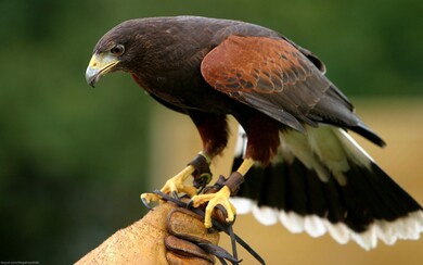 Kite Bird HD Background