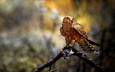 Kite Bird in Jungle Photo