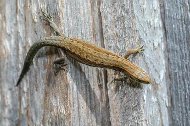 Lizard on Brown Wood