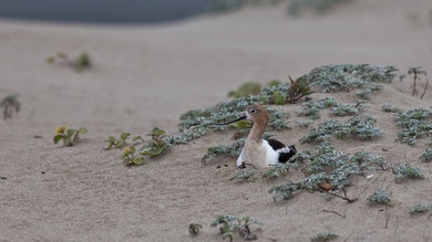 Nesting American Avocet 8K