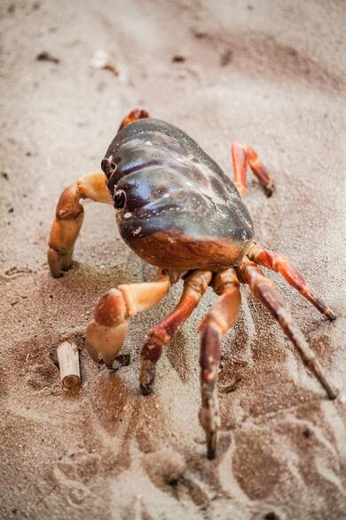 Ocean Crab on Beach