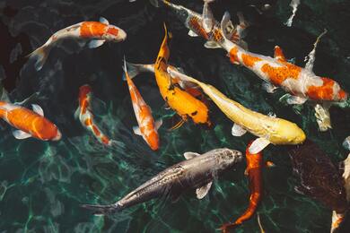 Orange And White Koi Fish Near Yellow Koi Fish