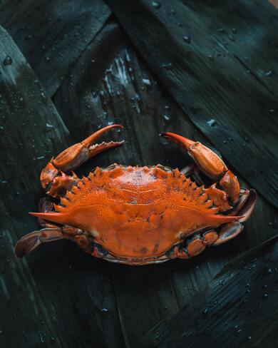 Orange Crab on Leaf