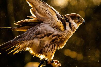 Owl with Wing High Quality Image