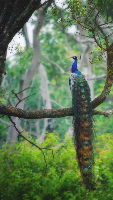 Peacock Sitting On Tree | Wallpapers Share