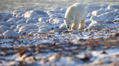 Polar Bear at Coast