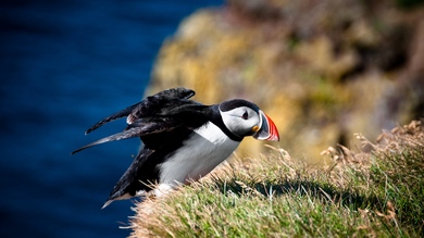 Puffin Bird 4K Wallpaper